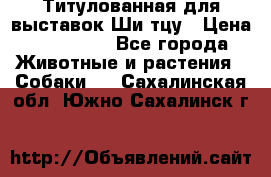 Титулованная для выставок Ши-тцу › Цена ­ 100 000 - Все города Животные и растения » Собаки   . Сахалинская обл.,Южно-Сахалинск г.
